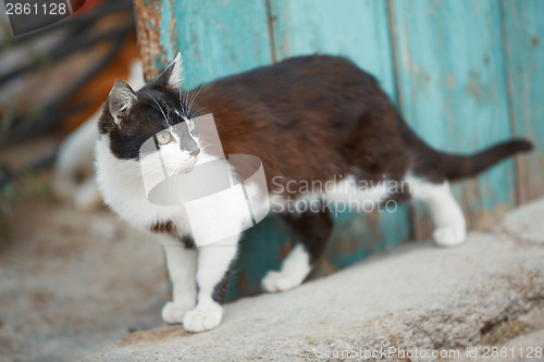 Image of Domestic cat