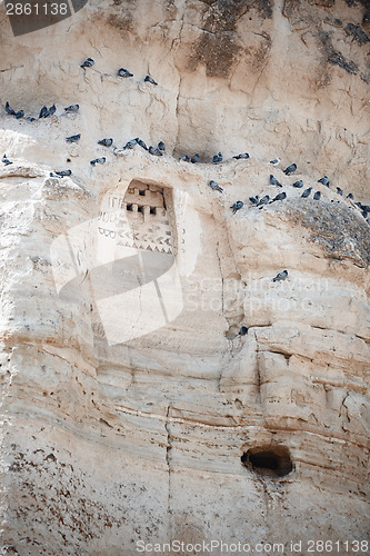 Image of Wild pigeons on a rock