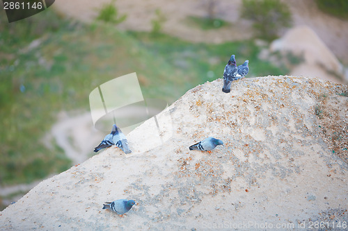 Image of Pigeons