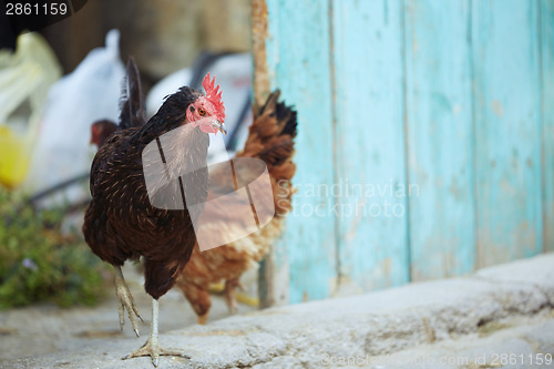 Image of Rooster and hen