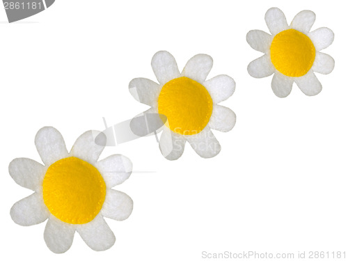 Image of Daisies