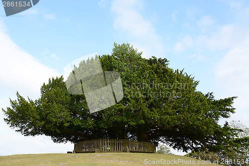 Image of Bolton's Bench in the New Forest