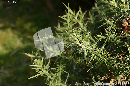 Image of Ant on a spiky gorse bush