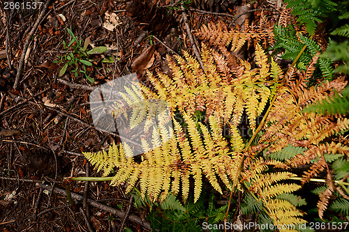 Image of Yellow bracken leaves in woodland