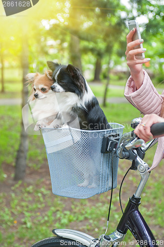 Image of bicycle walking with dogs