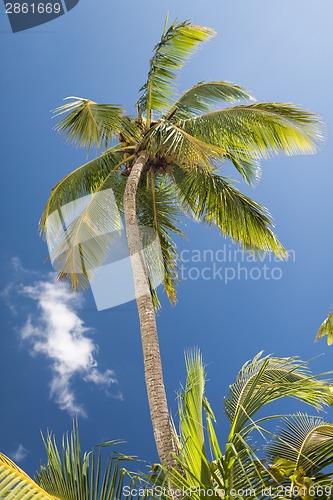 Image of palm tree over blue sky with white clouds