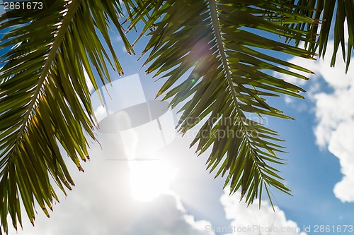 Image of palm tree over blue sky with white clouds