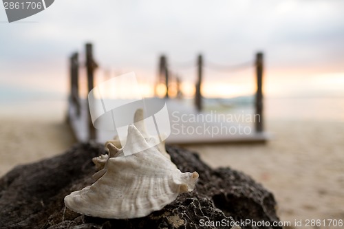 Image of close up of seashell on tropical beach