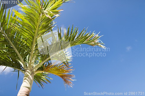 Image of palm tree over blue sky with white clouds