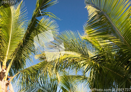 Image of palm tree over blue sky with white clouds