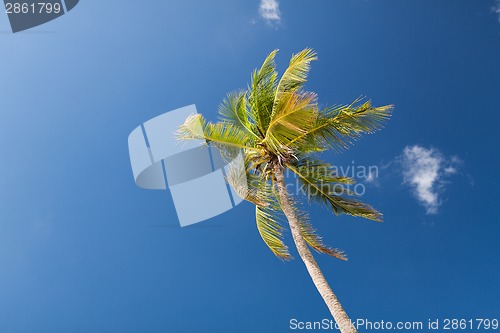 Image of palm tree over blue sky with white clouds