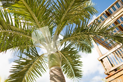 Image of palm tree over blue sky with white clouds