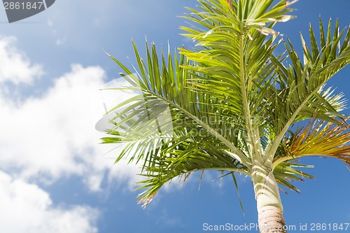 Image of palm tree over blue sky with white clouds