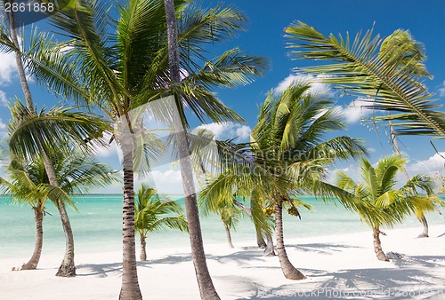 Image of tropical beach with palm trees