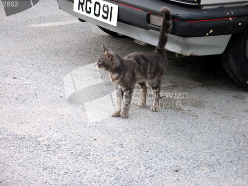 Image of Focused Cat