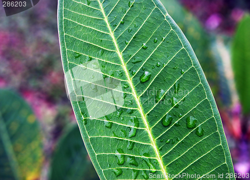 Image of Leaf