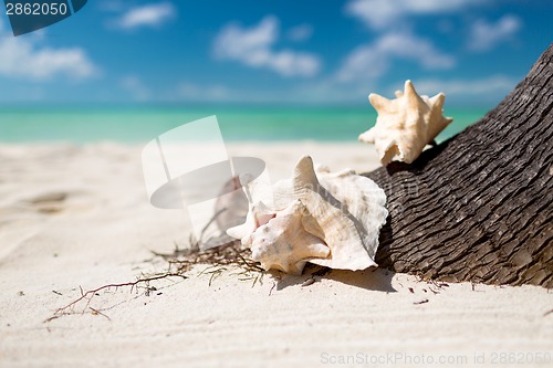Image of close up of seashell on tropical beach