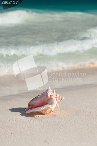 Image of close up of seashell on tropical beach