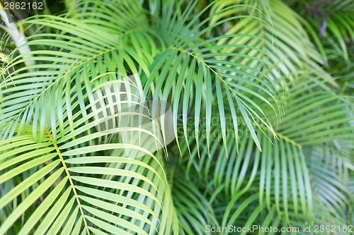 Image of close-up of palm tree leaves