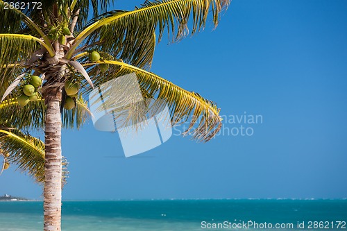 Image of palm tree over blue sky with white clouds