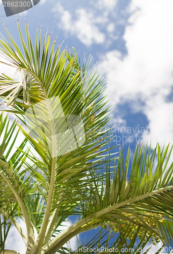 Image of palm tree over blue sky with white clouds