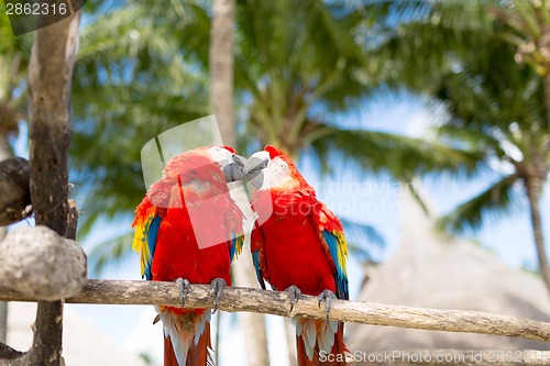 Image of couple of red parrots sitting on perch