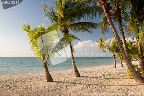 Image of tropical beach with palm trees