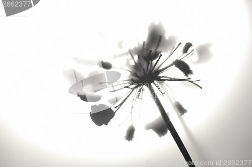 Image of Flowers and Sun