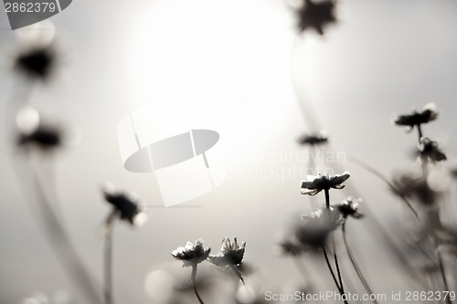 Image of Flowers and Sun