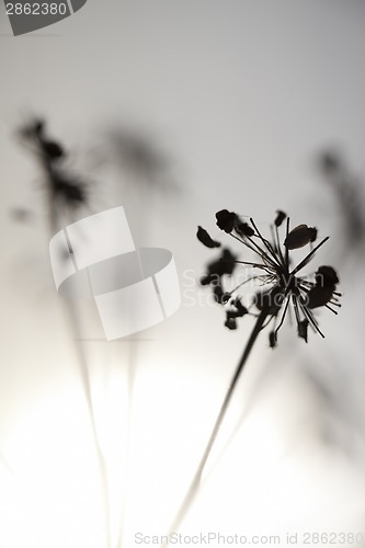 Image of Flowers and Sun