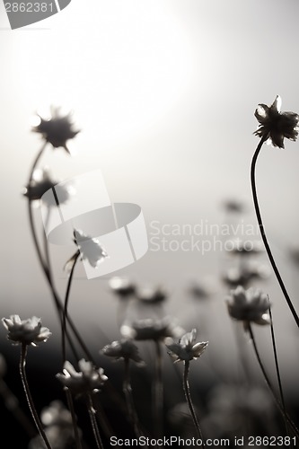 Image of Flowers and Sun