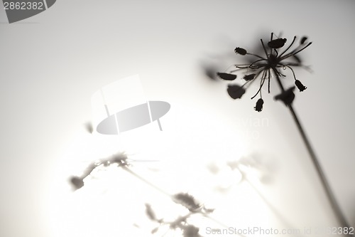 Image of Flowers and Sun