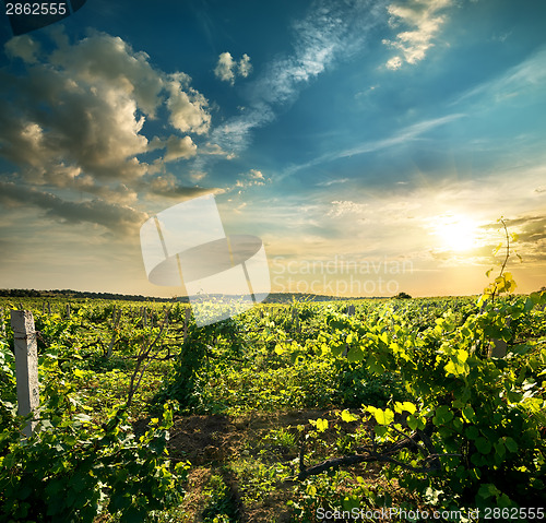 Image of Green grape field