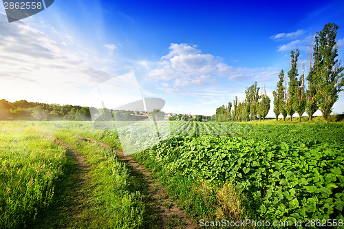 Image of Sunflowers and country road