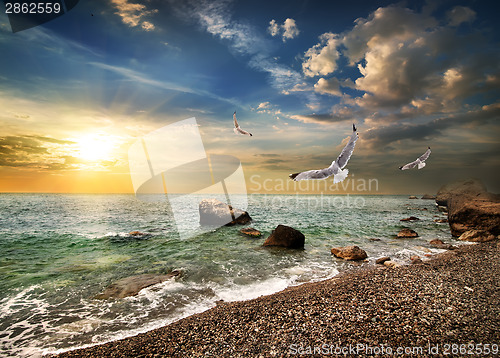 Image of Seagull over sea