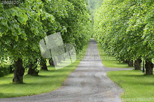 Image of wide path of the linden alley