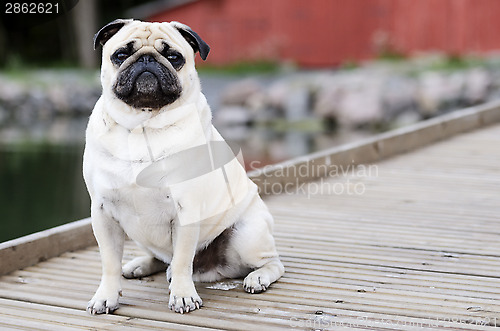 Image of Pug sitting in front outdoors