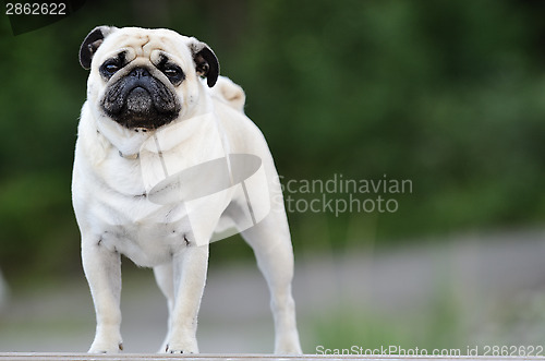 Image of Pug standing in front outdoors