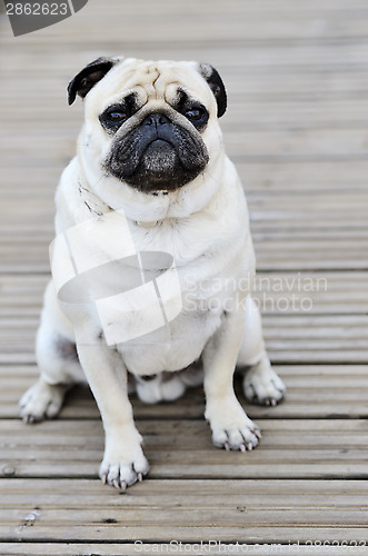 Image of Pug sitting in front outdoors