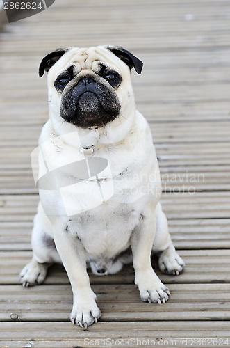 Image of Pug sitting in front outdoors