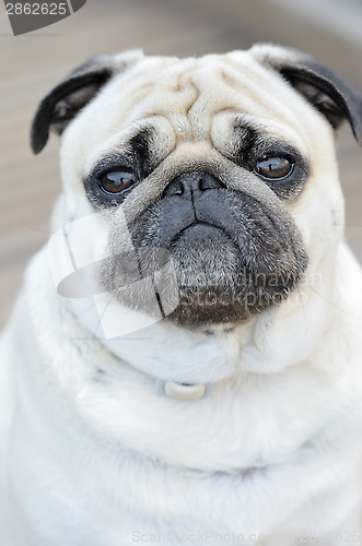 Image of Portrait of a Pug outdoors
