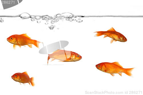 Image of Water line and gold fish