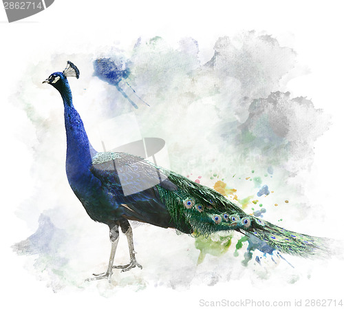 Image of Watercolor Image Of Peacock