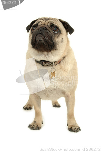 Image of pug over white