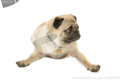 Image of Pug resting