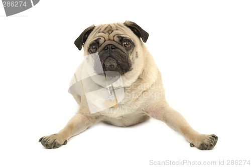 Image of Pug resting