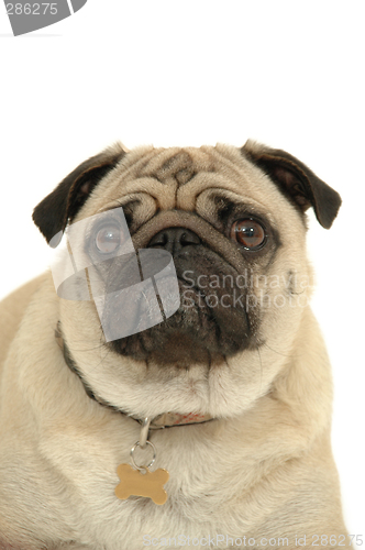 Image of pug