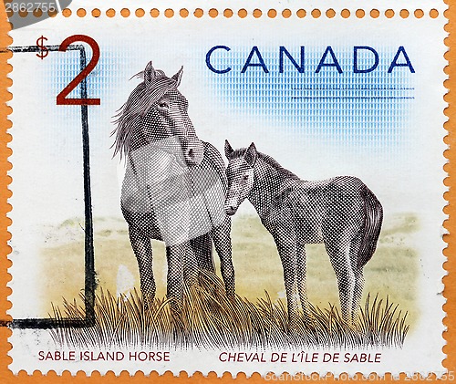 Image of Sable Island Horse