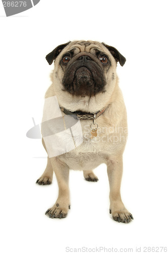 Image of Pug on white background