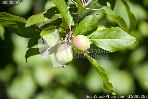 Image of two small apples in the garden